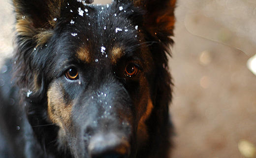 Honden in de winter, waar op te letten?